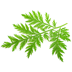 گیاه درمنه - Artemisia