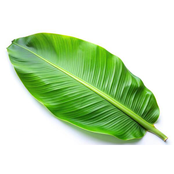 برگ موز - Banana Leaf