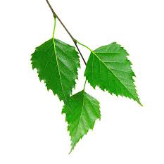 برگ توس - Birch Leaf