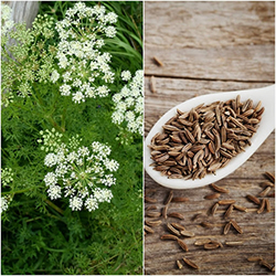 رازیانه - Caraway