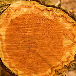 چوب درخت سدر - Cedar Wood