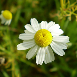 بابونه - Chamomile