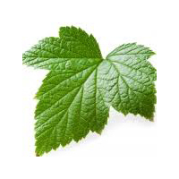 برگ جوانه انگور فرنگی - Currant Leaf and Bud