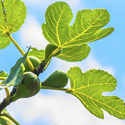 برگ انجیر - Fig Leaf