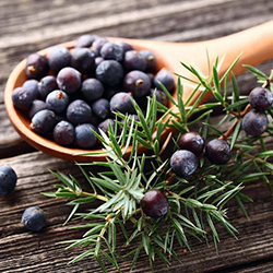 دانه سرو کوهی (میوه درخت ارس) - Juniper Berries