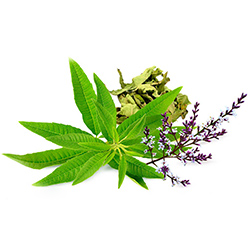 به لیمو - Lemon Verbena