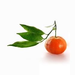 برگ نارنگی - Mandarin Leaf