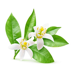 بهار نارنج - Neroli