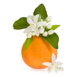 Orange Blossom - شکوفه پرتقال