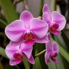 ارکیده - Orchid