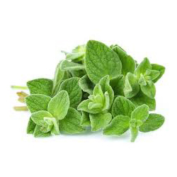 پونه کوهی - Oregano