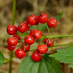 توت قرمز - Red Berries
