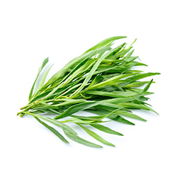 ترخون - Tarragon