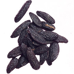 دانه تونکا - Tonka Bean