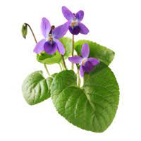 برگ بنفشه - Violet Leaf