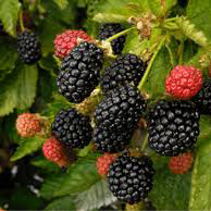 توت های وحشی - Wild Berries