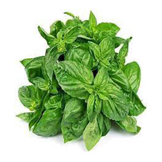 ریحان - Basil