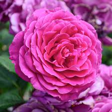گل رز بلغاری - Bulgarian Rose