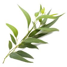 اوکالیپتوس - Eucalyptus