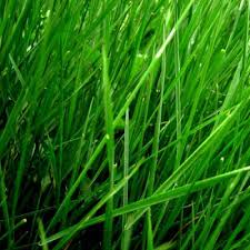 روایح سبز - Green Notes
