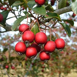 زالزالک - Hawthorn
