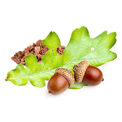 بلوط - Oak