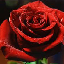 گل رز - Rose