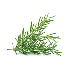 Rosemary - رزماری