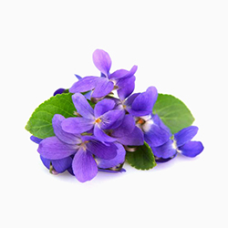 گل بنفشه - Violet