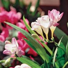 فریزیا (زنبق آفریقایی) - Freesia