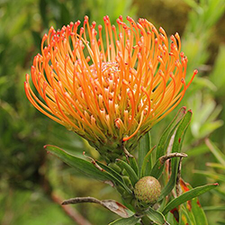 شکوفه پرتقال آفریقایی - African Orange Flower