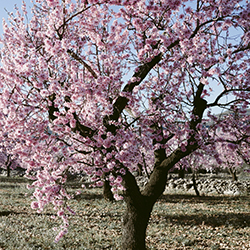شکوفه آلو - Plum Blossom