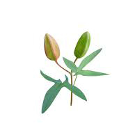 مشک گل ختی - Ambrette (Musk Mallow)