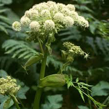 سنبل ختایی - Angelica