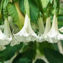 گل شیپوری - Angels Trumpet