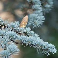 سدر اطلسی - Atlas Cedar