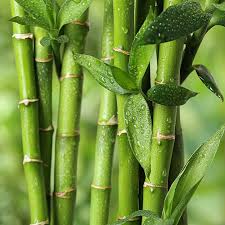 بامبو - Bamboo