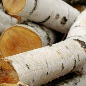 چوب درخت غان (توس) - Birch Wood