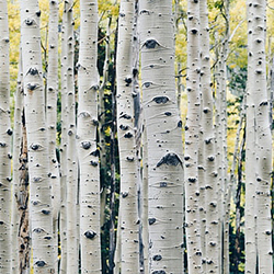 Birch - توس