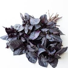 ریحان سیاه - Black Basil