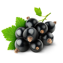 Black Currant - انگور سیاه