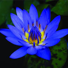 نیلوفر آبی - Blue lotus