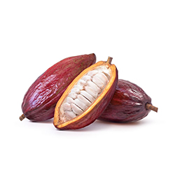 کاکائو - Cocoa