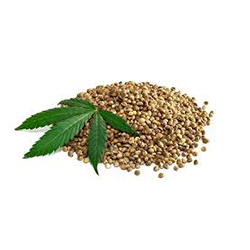 شاهدانه - Cannabis