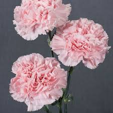 میخک صد پر - Carnation
