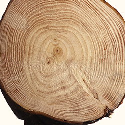 چوب کشمیر - Cashmere Wood