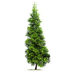 Cedar - سدر