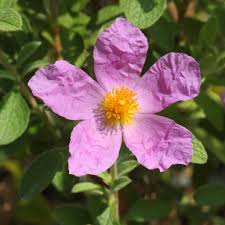 Cistus Incanus - رز صخره ای