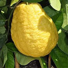 Citron - بالنگ
