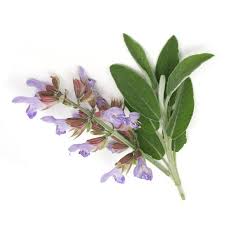 مریم گلی مرموک - Clary Sage